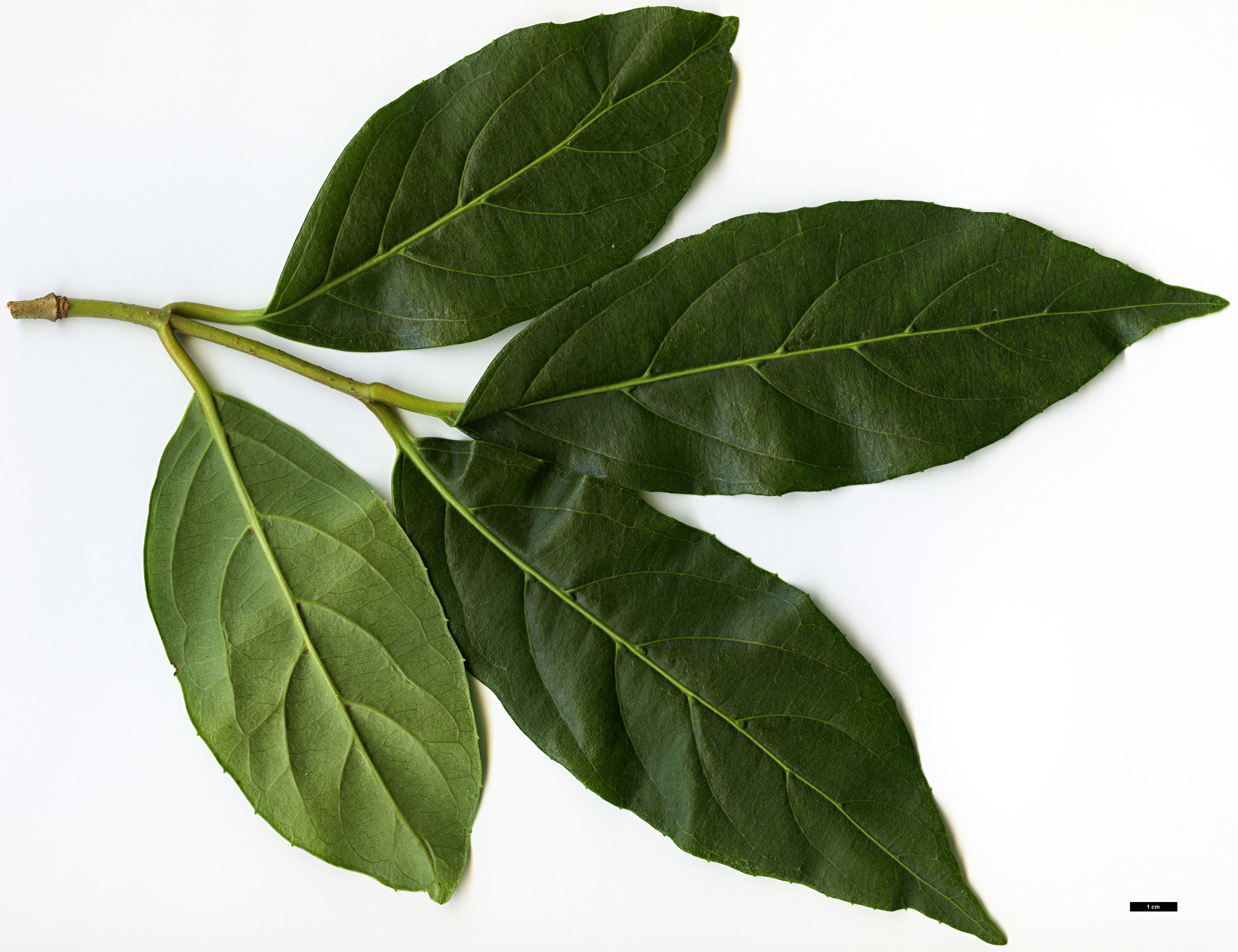 High resolution image: Family: Adoxaceae - Genus: Viburnum - Taxon: odoratissimum - SpeciesSub: var. arboricola